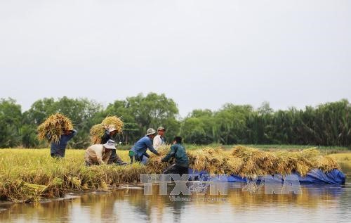 Nông dân Tiền Giang thu hoạch lúa vụ thu đông 2016. Ảnh: Nam Thái/TTXVN