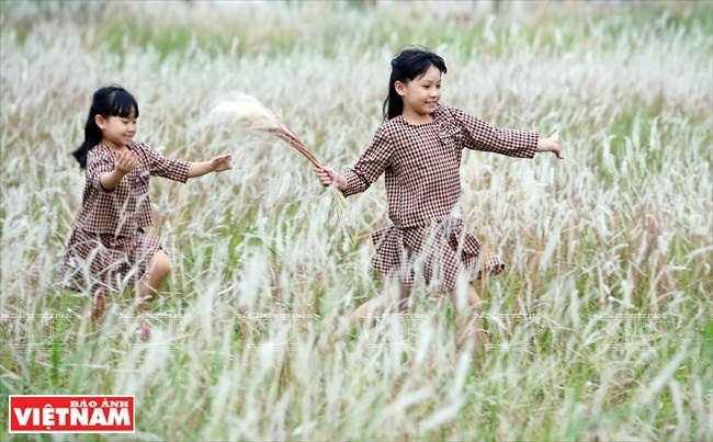 Cánh đồng cỏ lau giúp các em quên đi không gian ngột ngạt của những tòa nhà cao tầng. (Nguồn: Báo ảnh Việt Nam)