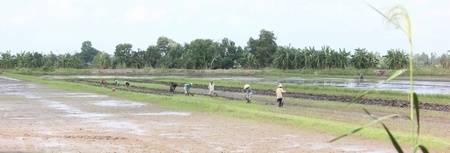 Nông dân chuẩn bị vụ màu mới ở xã Thành Trung. 