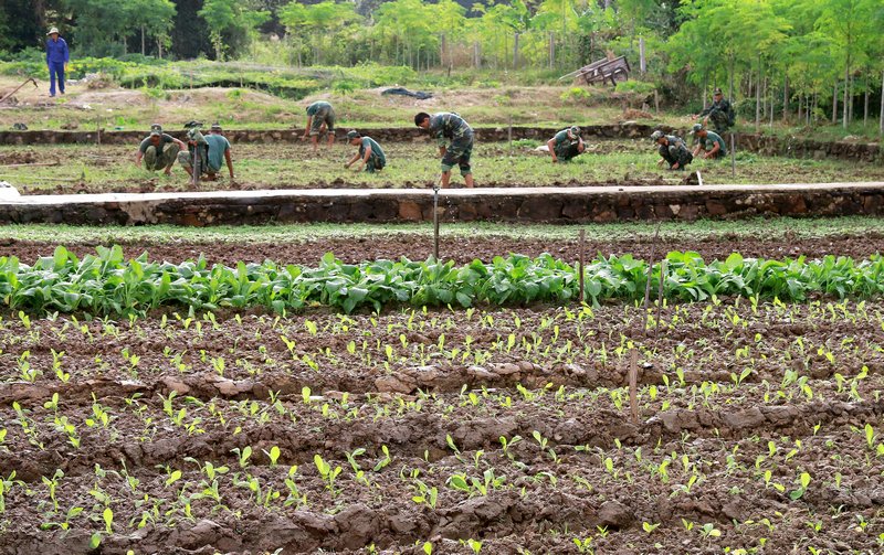 Ngoài ra, cán bộ, chiến sĩ trên xã đảo còn tăng gia sản xuất cải thiện đời sống, hiện đã chủ động rau xanh trong mỗi bữa ăn hàng ngày