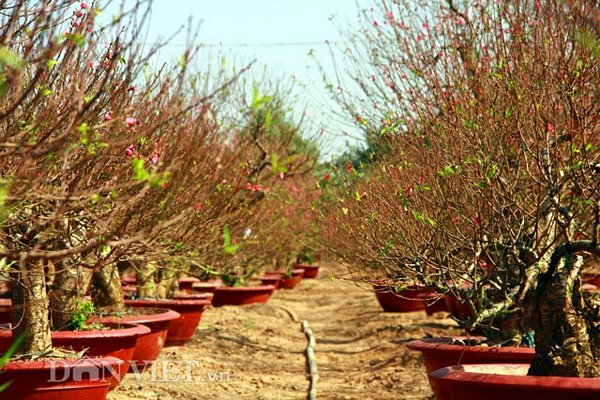 Dân chơi đào Hà thành đổ về Nhật Tân để săn những gốc cây thân to khỏe, sần sùi, mang thế độc và đẹp nhất (Ảnh: Dân Việt)