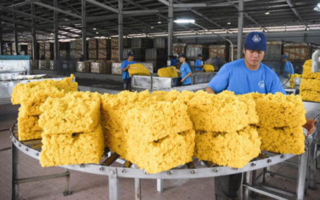 12. Mục tiêu xuất khẩu cao su năm 2017 đạt 1,8 tỷ USD, tăng 8% so 2016.(ảnh minh họa: KT)