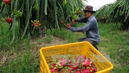 Thu hoạch thanh long ruột đỏ ở huyện Châu Thành. Ảnh: Huỳnh Phúc Hậu - TTXVN