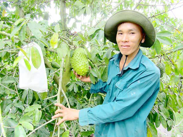 Anh Nguyễn Hoàng Trắng bên vườn mãng cầu xiêm