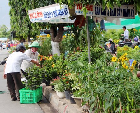 Mặt hàng hoa tươi được dời về Phường 1, tạo điểm nhấn cho thành phố rực rỡ hơn.