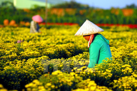 Nông dân trên địa bàn quận 12 đang tất bật chăm sóc để kịp cung ứng ra thị trường Tết năm nay.