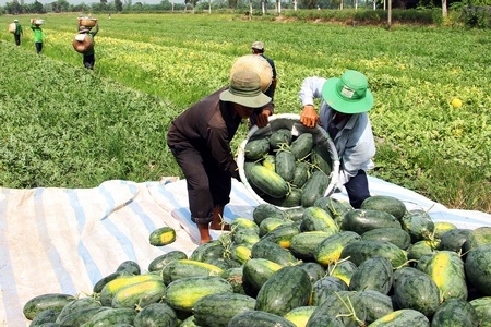 Thu hoạch dưa hấu tết ở lò dưa Tân Hưng (Bình Tân).