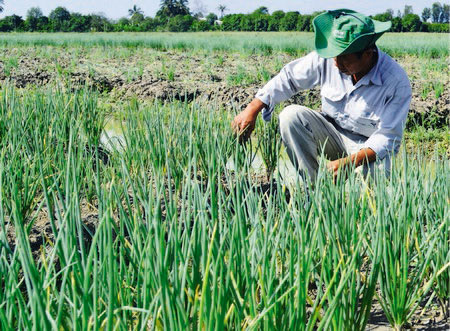 Rau màu luân canh trên đất lúa cho giá trị kinh tế khá cao.