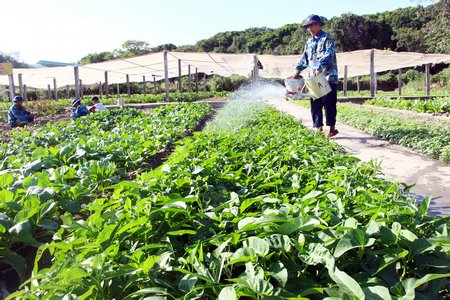  Chăm sóc rau xanh để bữa ăn tết thêm phong phú, đầy đủ dinh dưỡng.