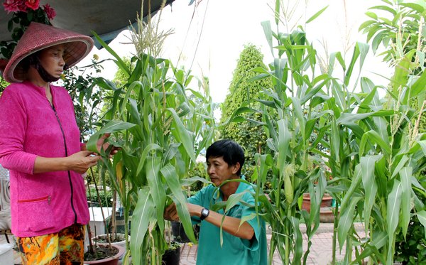  Nhiều người chọn những chậu bắp chưng trong nhà với ngụ ý “trong năm mới làm việc gì cũng phải chắc… như bắp”. Hiện giá của mỗi chậu bắp giao động từ 40.000- 100.000đ tùy theo kích cỡ trái.