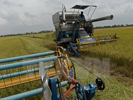 Nông dân thu hoạch lúa trên cánh đồng ở tỉnh Nakhon Pathom, Thái Lan. (Nguồn: AFP/TTXVN)