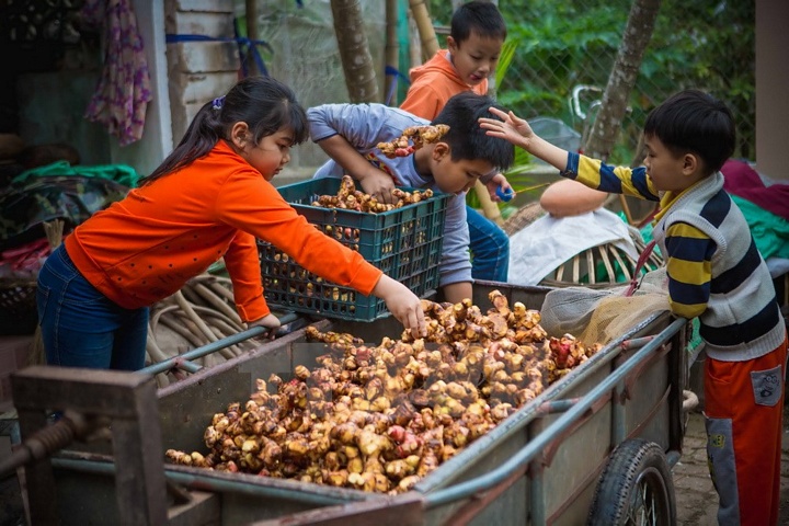 Trẻ em làng Đại Hoàng những ngày nghỉ học vẫn phụ giúp bố mẹ những công việc nhỏ khi nhà bước vào mùa kho cá mỗi dịp xuân về. (Ảnh: Trọng Đạt/TTXVN)