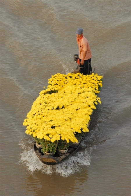 Hoa mang ra chợ nổi bán trong những ngày xuân về.