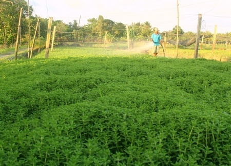 Vùng rau màu đạt hiệu quả kinh tế cao.