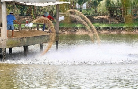 Các mô hình vườn cây- ao cá ở các xã cù lao đạt hiệu quả kinh tế cao. Ảnh: DƯƠNG THU