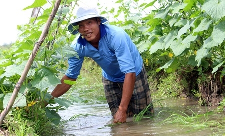 Con chú Lâm bên ruộng dưa leo nhà.