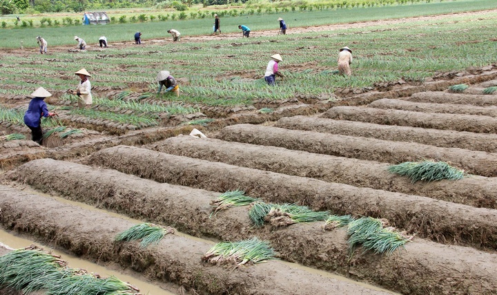 Hành lá cũng là một trong những loại rau màu quanh năm cho thu nhập cao ở xứ này. Ảnh: Khánh Duy