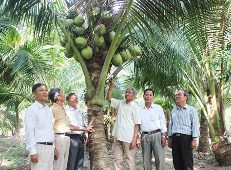 Hội NTKC các cấp đến tham quan mô hình trồng dừa của ông Út Thanh (thứ 3 bên phải).