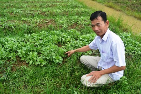 Ruộng rau bà con ở Bình Tân bị giập úng do mưa tối mùng 6.