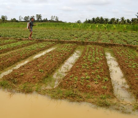 Nhiều ruộng rau màu chưa thể thoát nước, chủ ruộng nguy cơ trắng tay.