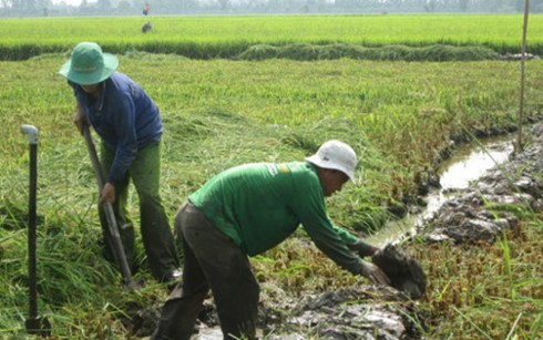 Lúa sắp thu hoạch nhưng người dân phá bỏ để cho thương lái thuê đất (Ảnh: Tuổi trẻ)