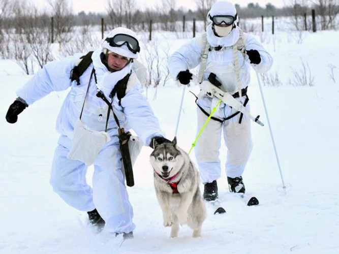 Chó Husky vốn nổi tiếng với bản năng đi săn rất cao. Trong tự nhiên, chúng thường săn chuột, chim nhỏ…