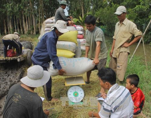 Thương lái thu mua lúa tại huyện Long Mỹ (Hậu Giang). Ảnh: Huỳnh Sử/TTXVN