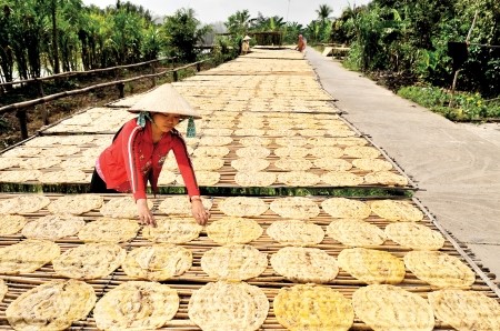 Người dân tất bật với công việc ép, phơi chuối làm cho bức tranh làng quê sinh động hẳn lên.