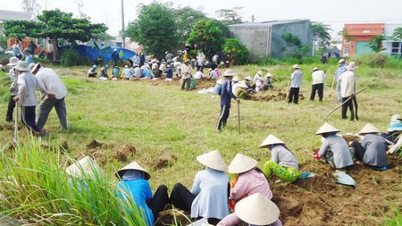 Bình Tân, Bình Minh là 2 đơn vị có thế mạnh sưu tầm dược liệu. Trong ảnh: Bà con khai thác củ cỏ cú.