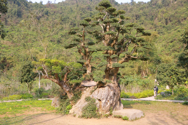 Cây duối đặc biệt nói trên nằm ở khu du lịch vườn chim Thung Nham (xã Ninh Hải, Hoa Lư, Ninh Bình). Theo truyền thuyết, vua Đinh Tiên Hoàng trong lúc đi tuần quanh kinh đô Hoa Lư đã sai quân lính trồng cây này ngay trên một tảng đá tại Thung Nham. Qua thời gian, cây sinh trưởng tốt và tồn tại 1.000 năm qua.