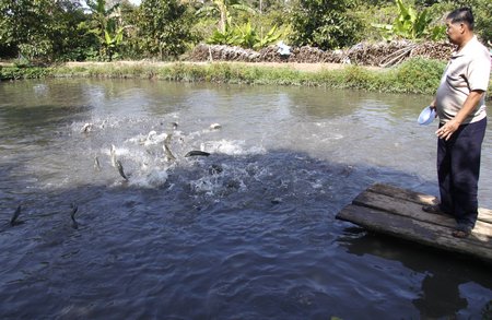 Ông Trần Văn Tuấn não ruột khi cho cá ăn cầm chừng để ngóng giá.