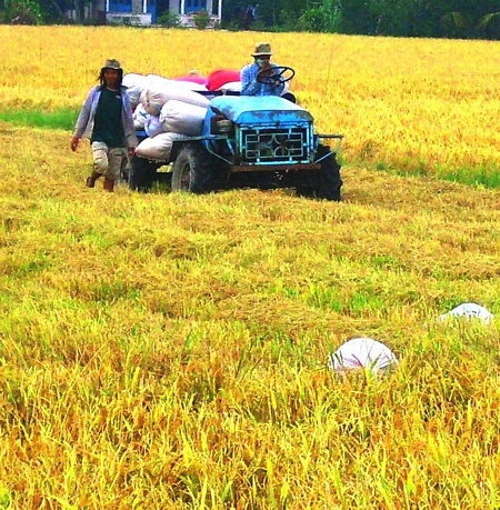 Những cơn mưa trái mùa trước và sau tết khiến nhiều diện tích đổ ngã, giảm năng suất.