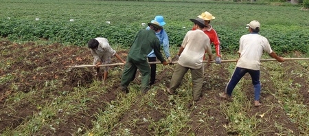 Nhiều lao động nông thôn có việc làm, nhưng để đạt chuẩn 49 triệu đồng/người/năm không phải dễ.