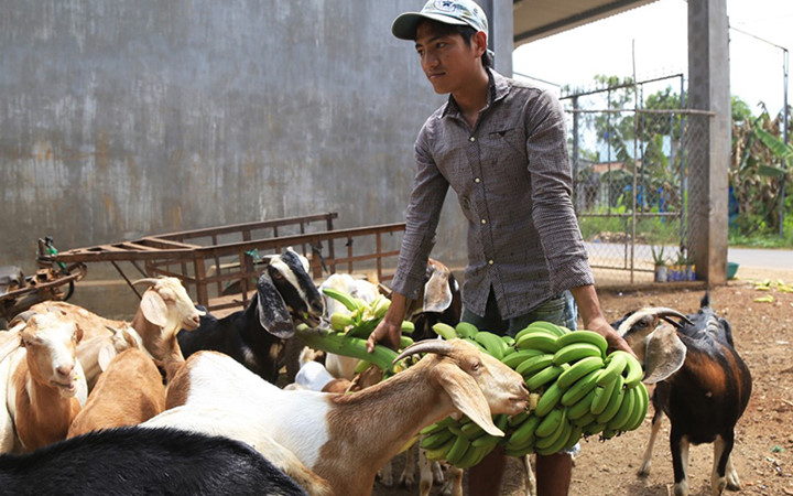 Một thanh niên mua chuối chín cây về cho dê ăn (Ảnh: Zing)