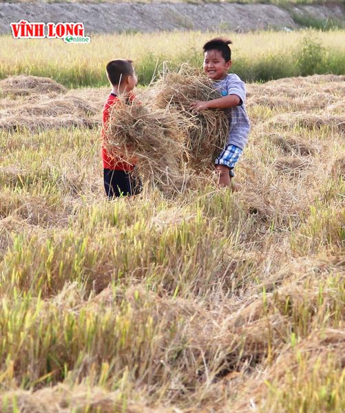 Được người lớn dẫn ra đồng là những đứa trẻ mê tít những bó rơm thơm. Dù sau đó có ngứa mấy vẫn… không thấy sợ.