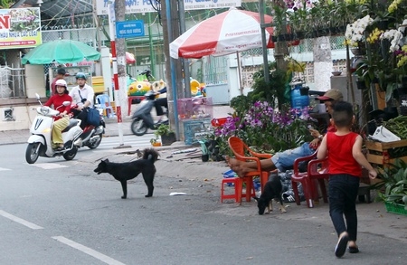 Thả rông chó trên đường tiềm ẩn rất nhiều nguy hiểm.