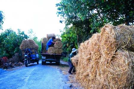 Rơm được thương lái tìm đến tận nơi để mua với giá ngày càng hấp dẫn.