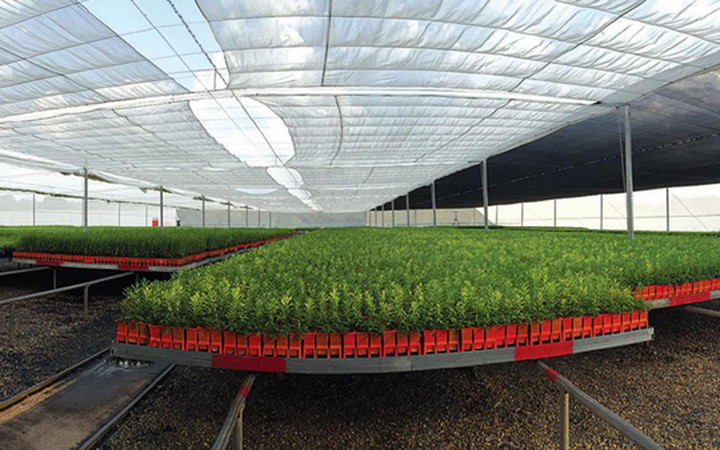 Đồn điền của Santanol tại Kununurra (Australia) trồng khoảng 2.200 hecta đàn hương