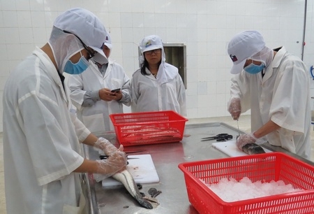 Cá lóc hiện được nuôi nhiều ở một số địa phương trong tỉnh và được chế biến thành nhiều sản phẩm.