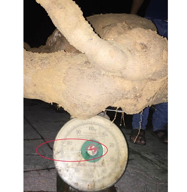 Củ sắn khủng có trọng lượng 75kg (kim cân ở vòng đỏ).