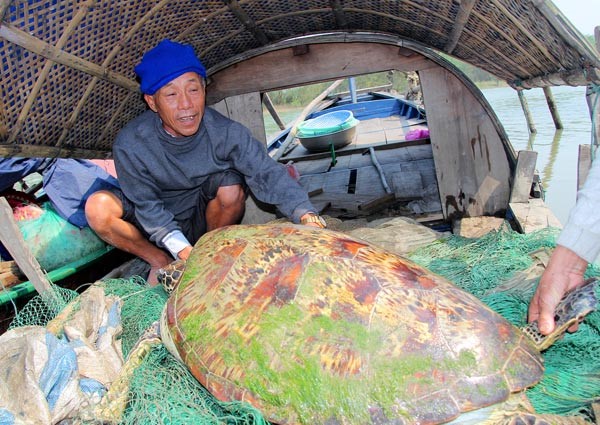 Con rùa ông Cường bắt được trên sông Lam và thả về lại môi trường tự nhiên