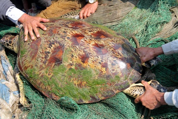 Con rùa nặng gần 50 kg.