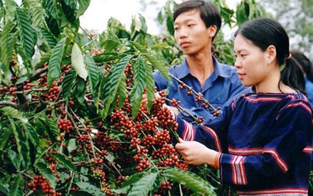 Cà phê Tây Nguyên đang nâng cao vị thế của mình.