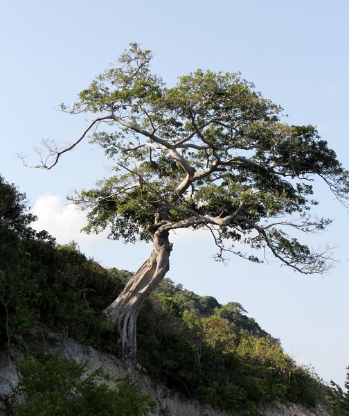 Mùa này, đảo Nam Du có những con đường ngập lá vàng hay cỏ lau làm hành trình khám phá của du khách thêm thi vị.