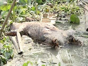 Xác súc vật lềnh bềnh trên sông.