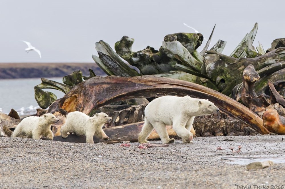 Gấu Bắc cực. (Nguồn: NatGeo)