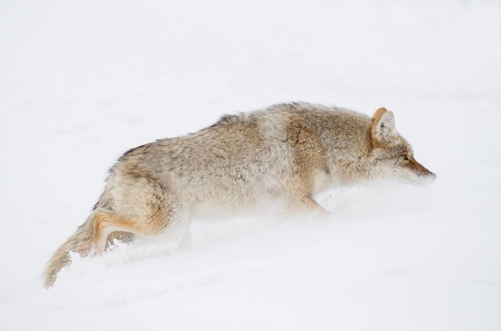 Săn mồi dưới tuyết. (Nguồn: NatGeo)