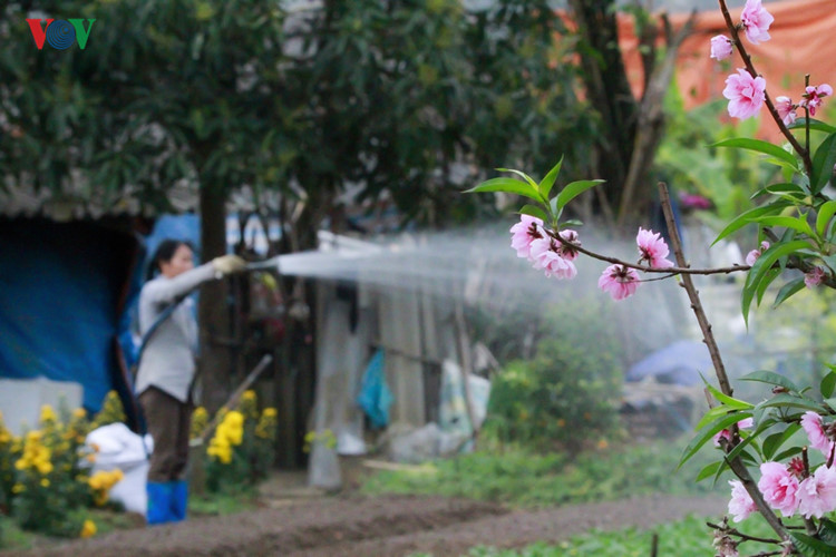 Tưới cây (Làng rau Nà Cạn - Thành phố Cao Bằng).