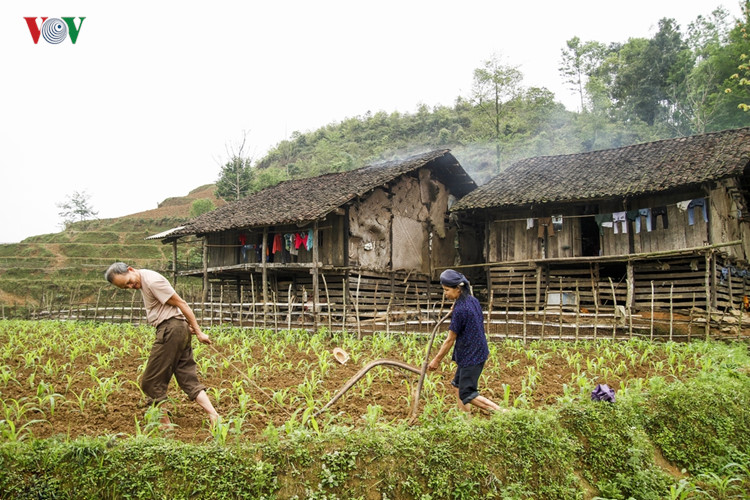 Làm vườn (xã Thắng Lợi, huyện Hạ Lang, tỉnh Cao Bằng).