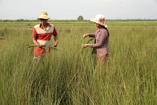 Cánh đồng cỏ bàng duy nhất tại ĐBSCL